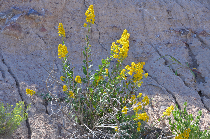 Missouri Goldenrod, also called Prairie Goldenrod grows mostly upright and has several green or reddish stems. Plants are mostly hairless. Solidago missouriensis